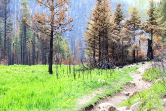 The Fern Lake Forest Fire ripped through the area by Cub Lake twice last year.